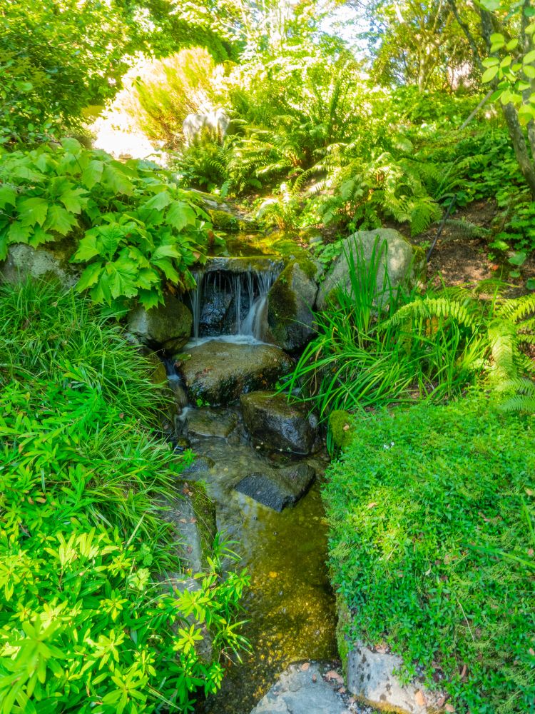 Stream at Bellevue Botanical Garden
