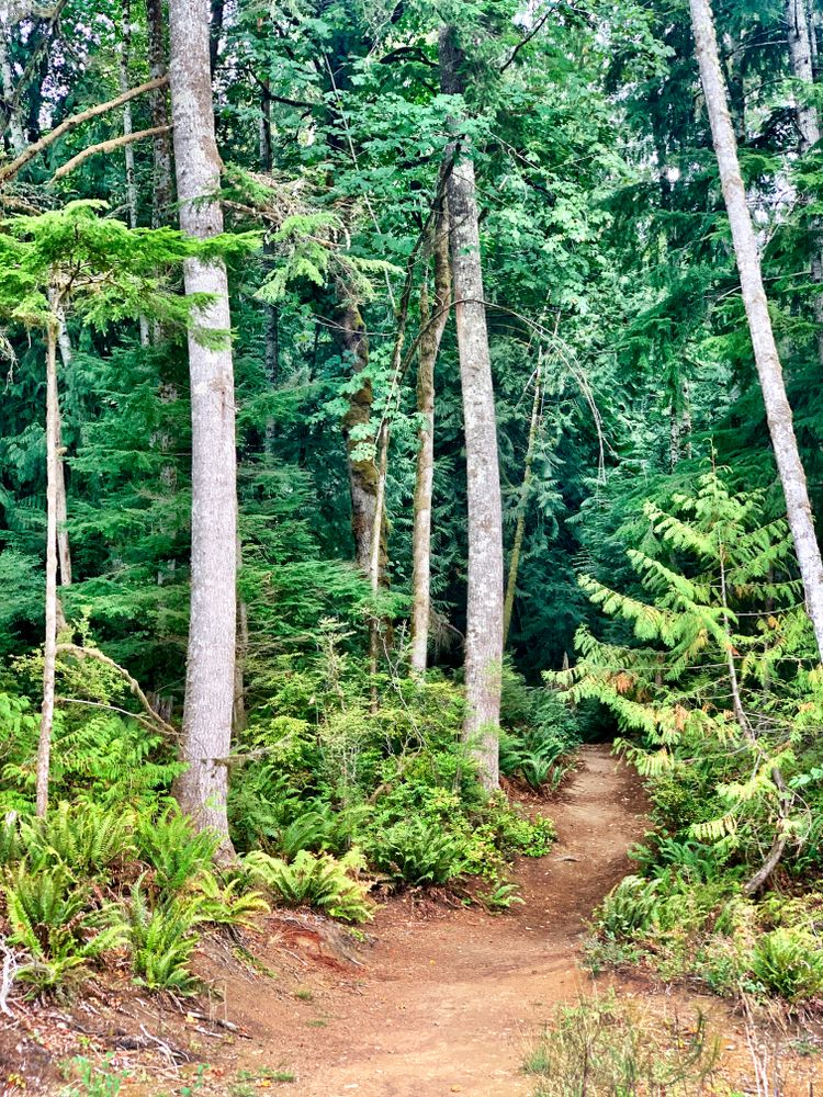 Nature trail at Dickerson Creek Waterfall Trail