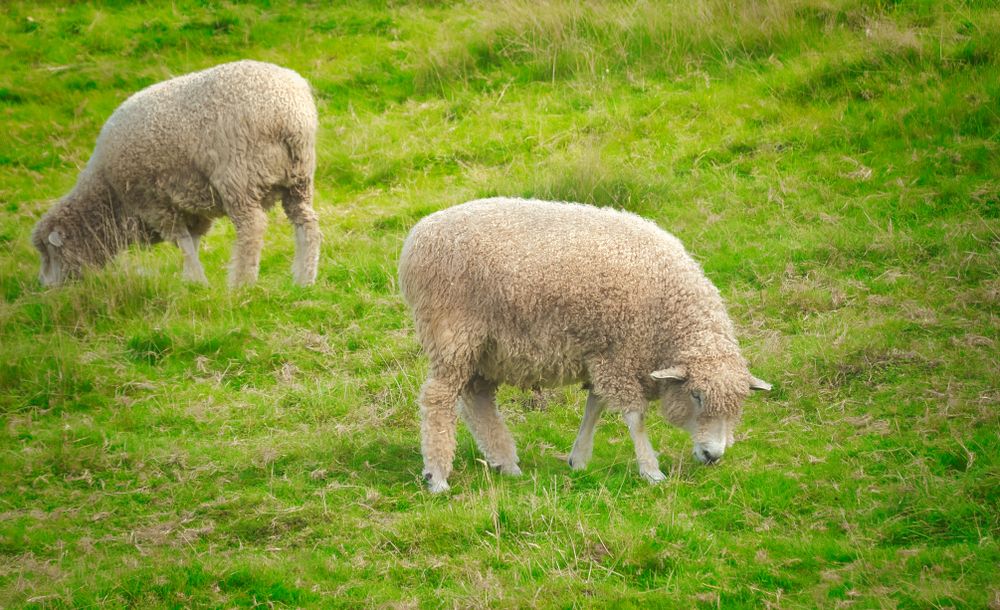 Sheep at Kelsey Creek Farm