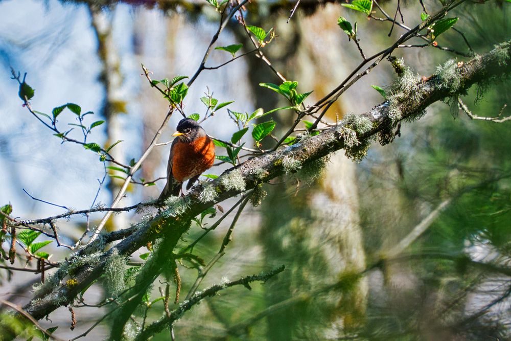 Bird perched on a tree at Lewis Creek Park