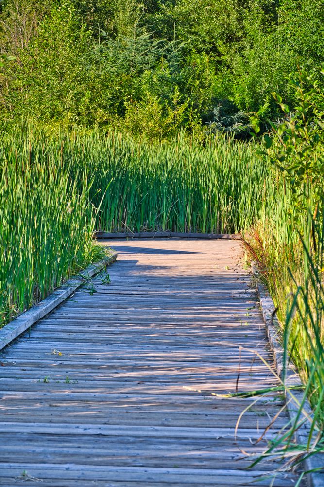 Boardwalk at Lewis Creek Park