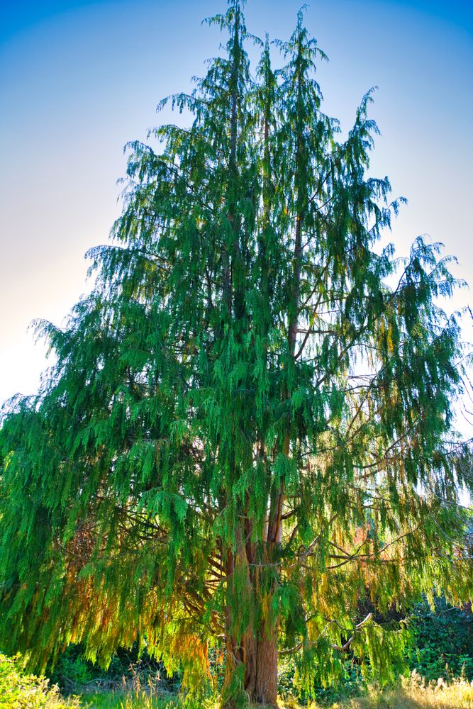 Evergreen tree at Lewis Creek Park