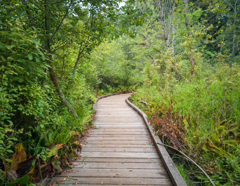 Boardwalk trail at Mercer Slough Nature Park