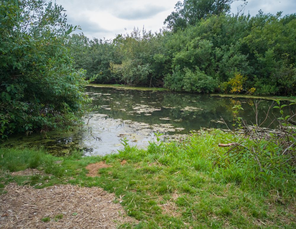 The waters of Mercer Slough Nature Park