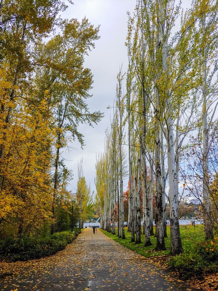 Trail with foliage at Newcastle Beach Park