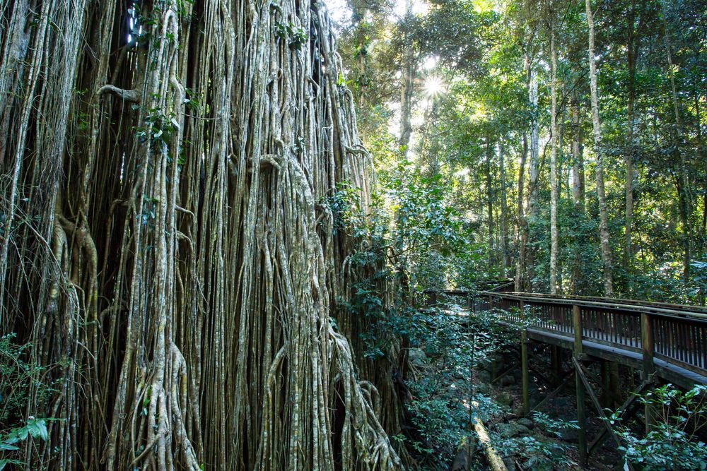 Curtain fig tree at Atherton Tablelands