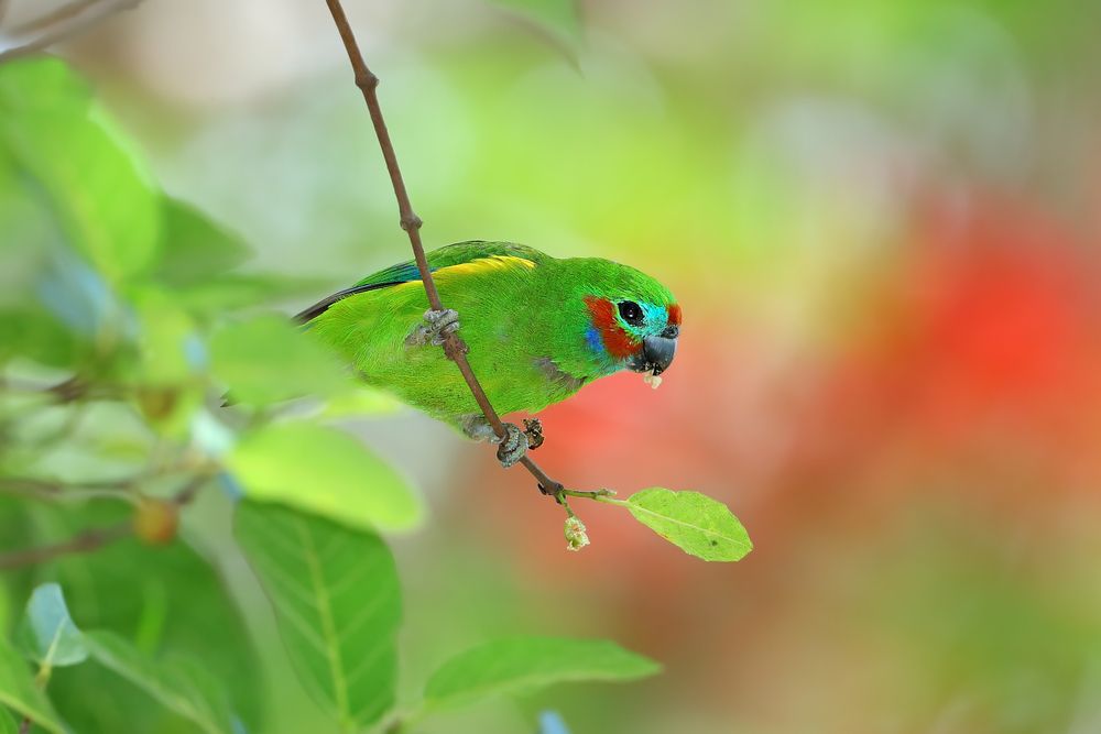 A fig parrot on a tree at Cairns Botanic Gardens