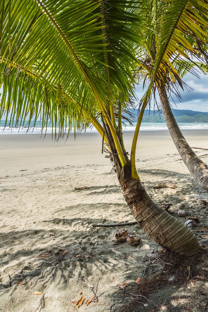 A palm tree on Cape Tribulation Beach's shore