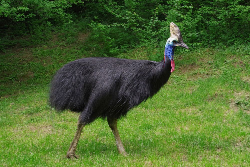 A Cassowary on grass
