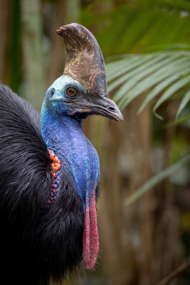 Closeup of a Cassowary