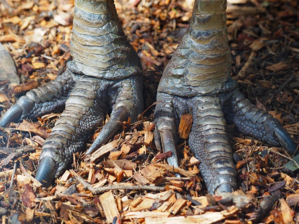 Razor-sharp nails of a Cassowary