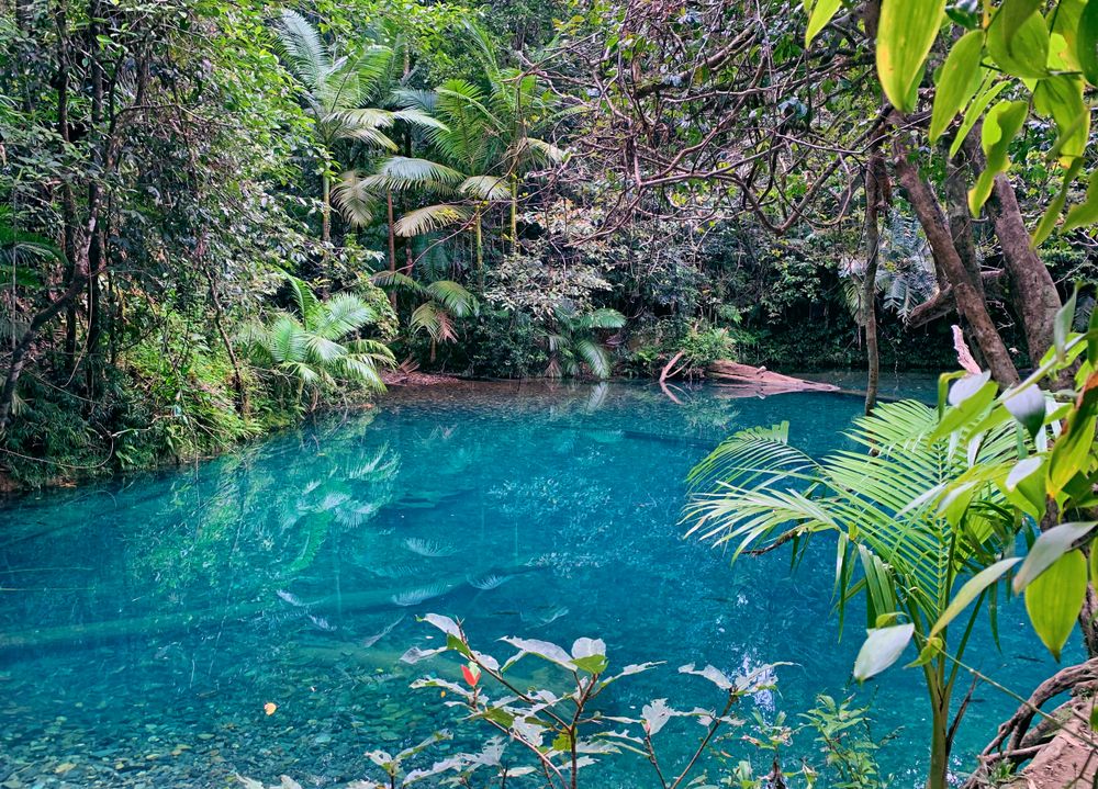Cool spring along Daintree Rainforest's trail