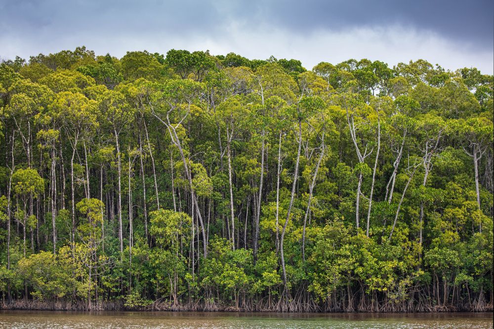 Tall trees near the waters of Daintree Rainforest