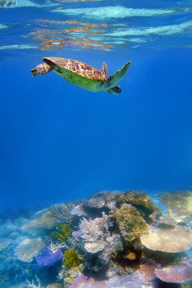 A turtle swimming at the Great Barrier Reef