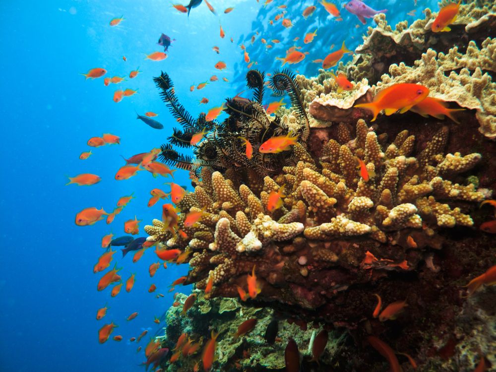 A coral colony at the Great Barrier Reef