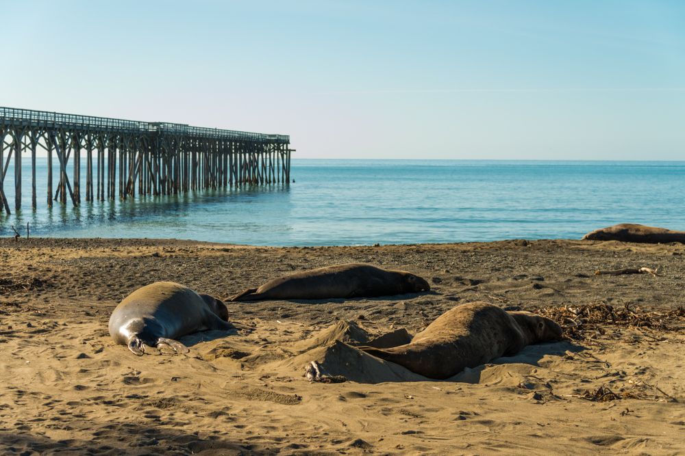Seals on San Simeon Pier shore