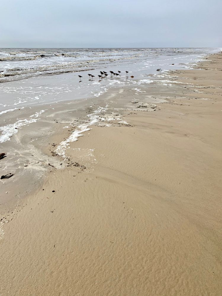 View of Sea Rim State Park
