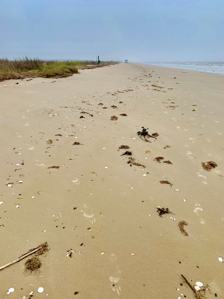 View of Sea Rim State Park