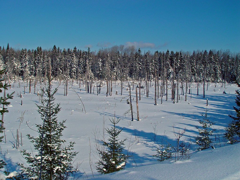 Winter view of Aroostook National Wildlife Refuge