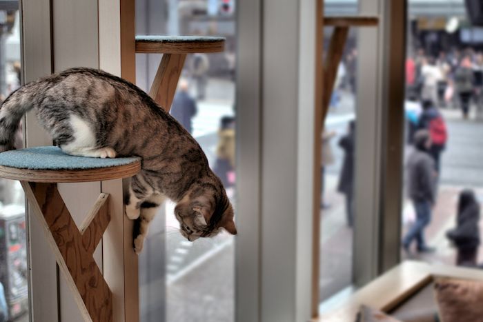 Cat Cafe Shibuya