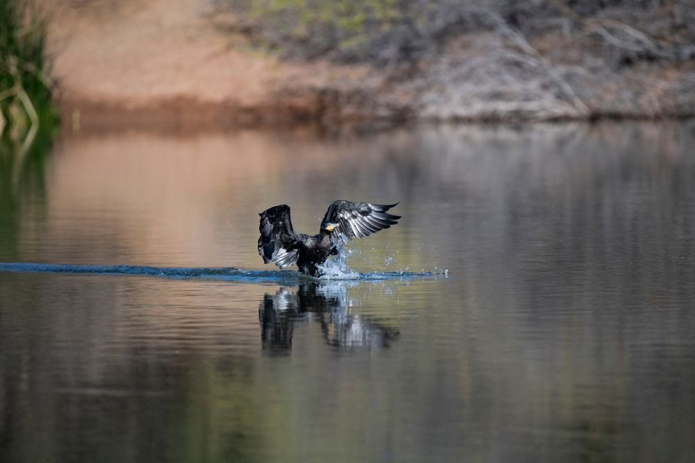 A bird on the waters of Riparian Preserve at Water Ranch