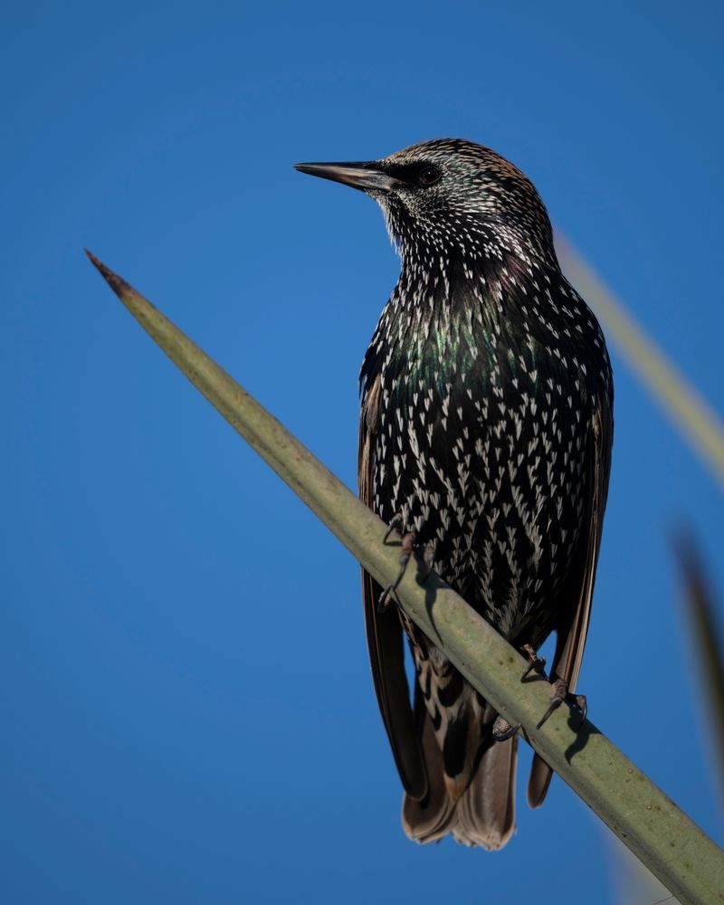 Bird perched on a branch at Riparian Preserve at Water Ranch