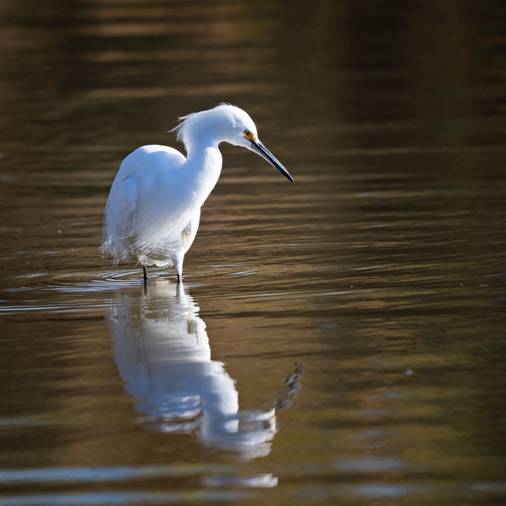 Egret at Riparian Preserve at Water Ranch