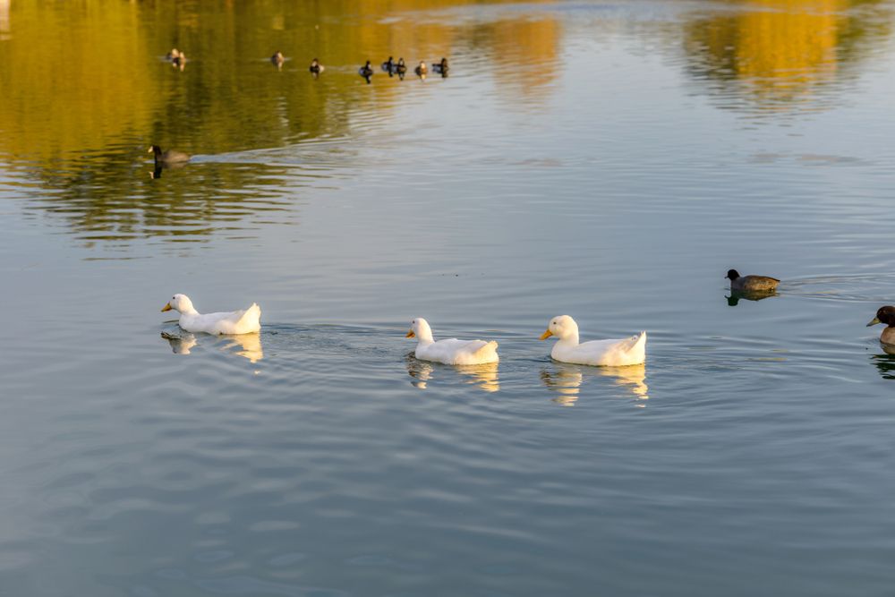 Ducks on the water of Veterans Oasis Park