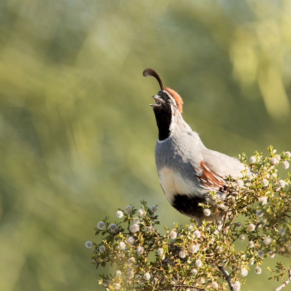 Gambels quail at Veterans Oasis Park