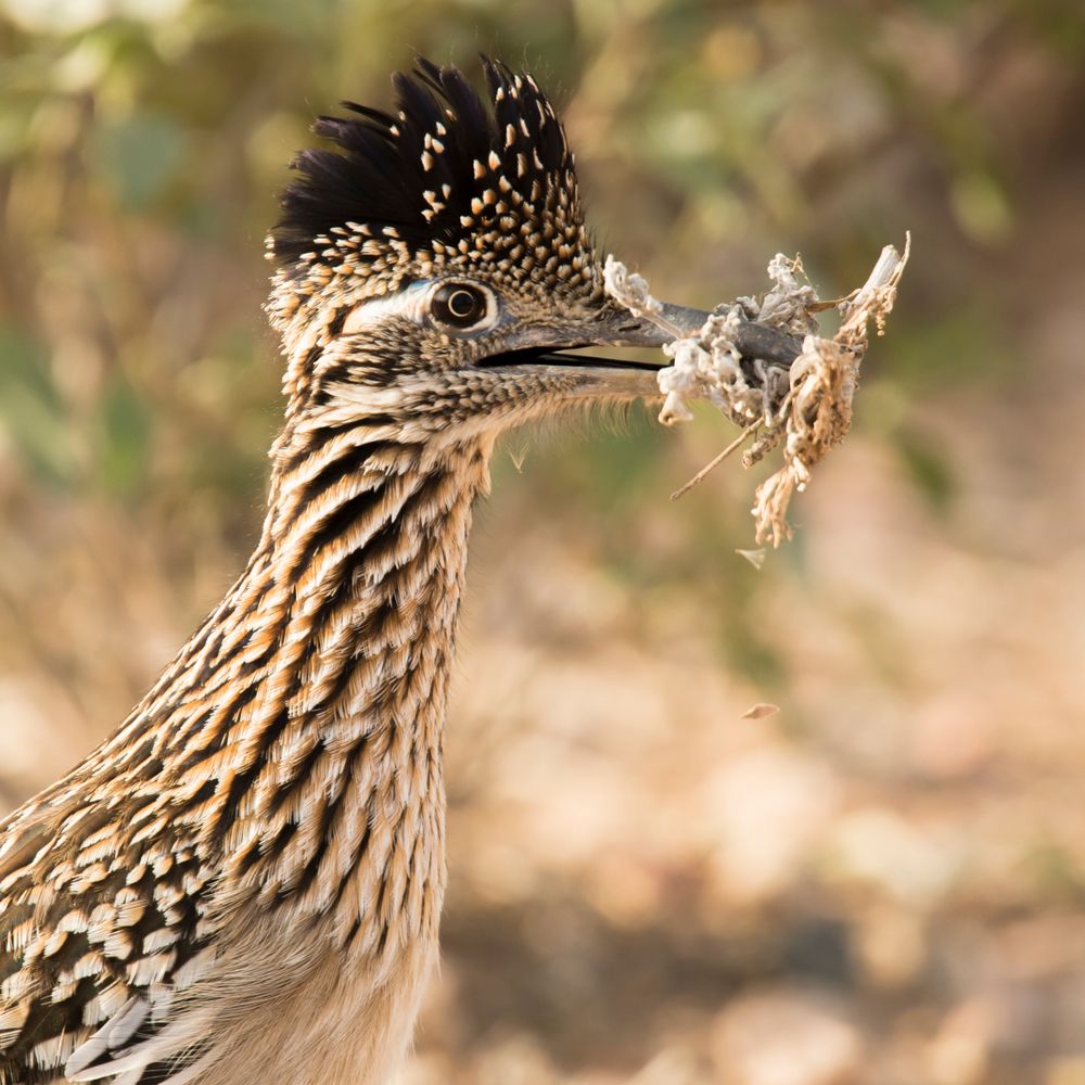 Greater roadrunner bird at Veterans Oasis Park
