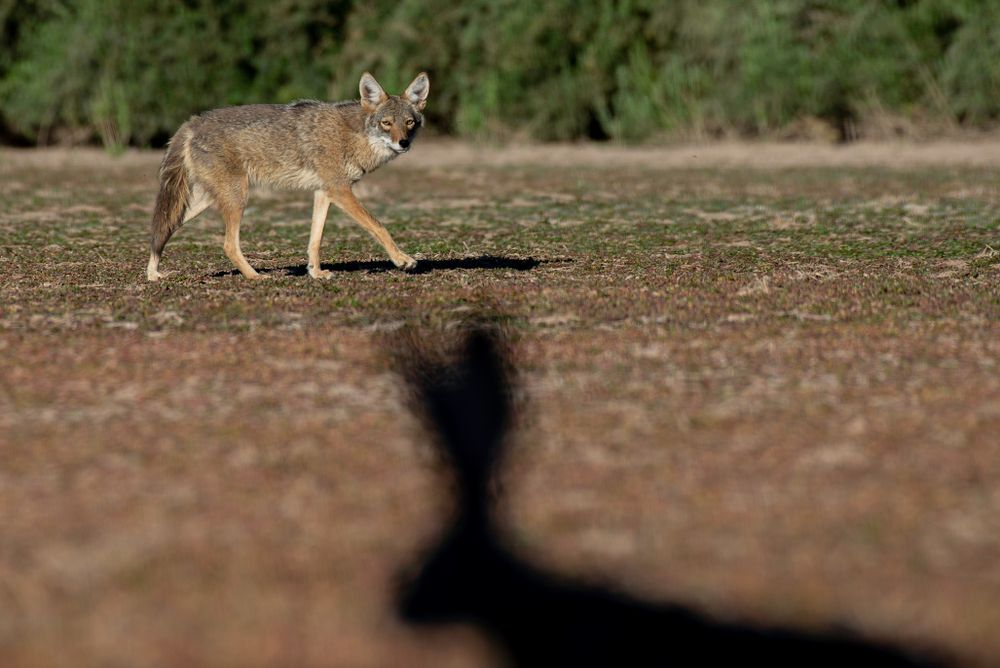 Coyote at Veterans Oasis Park