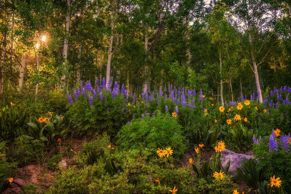 Beautiful wildflowers at Kebler Pass