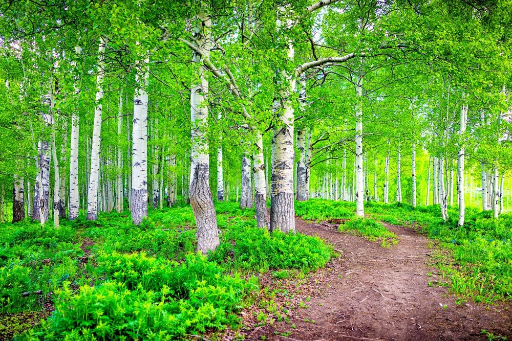 Mountain Bike Trail lined with trees at Crested Butte