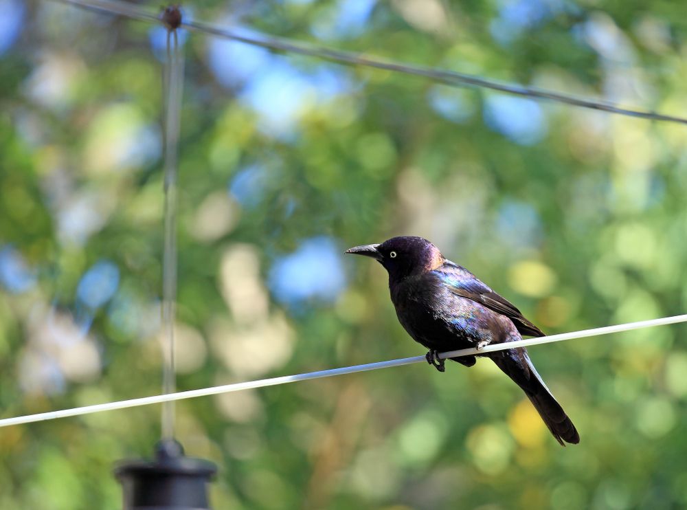 Grackle at Charlotte Harbor Preserve State Park