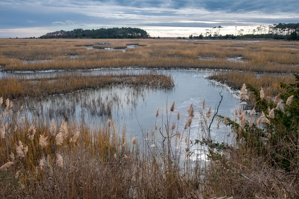 The marshes of Eastern Shore of Virginia National Wildlife Refuge