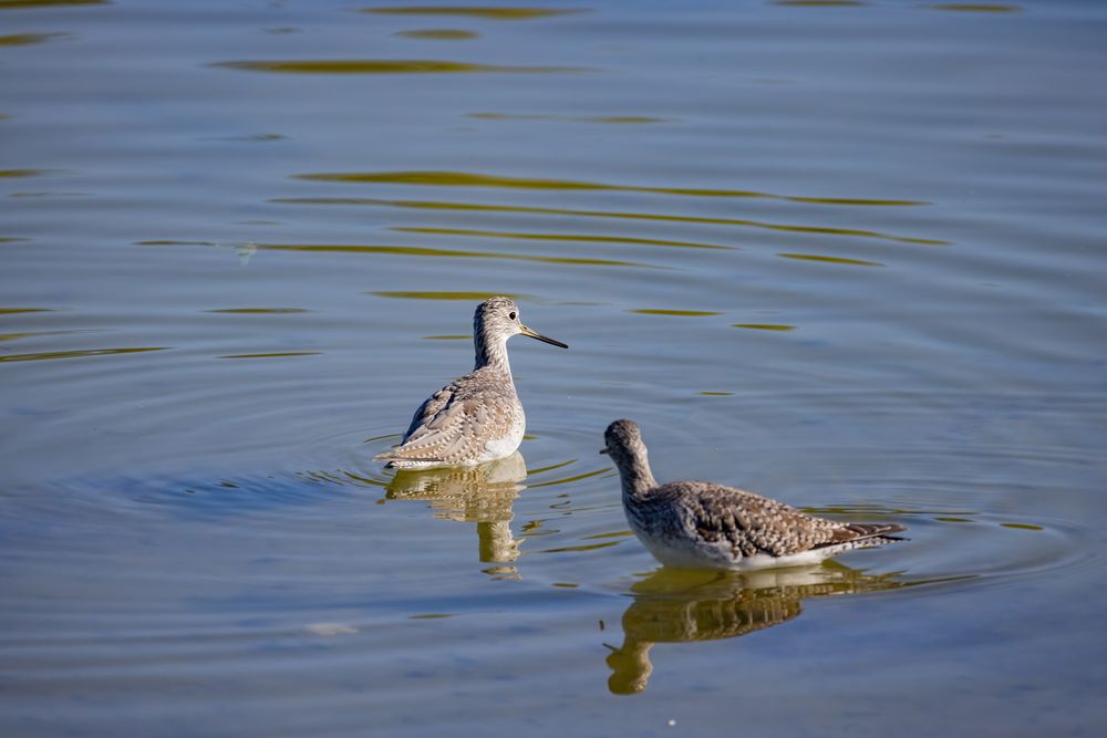 Yellowlegs at Henderson Bird Viewing Preserve
