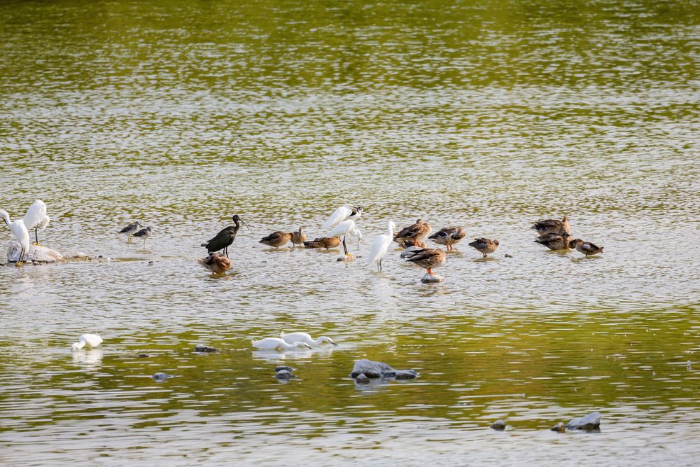 Birds at Henderson Bird Viewing Preserve