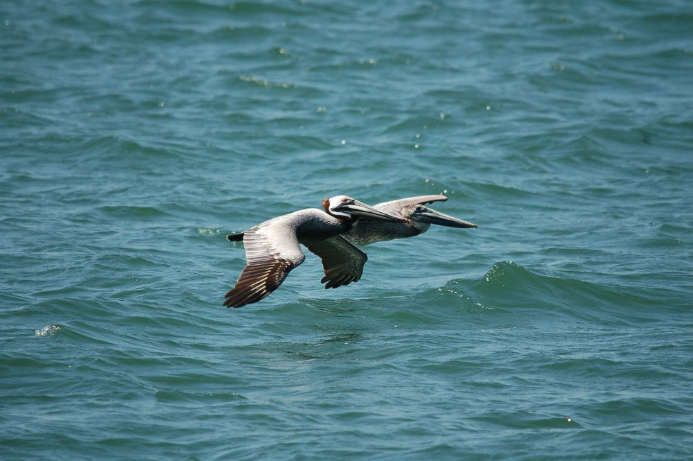 A bird flying over the waters of Kiptopeke State Park