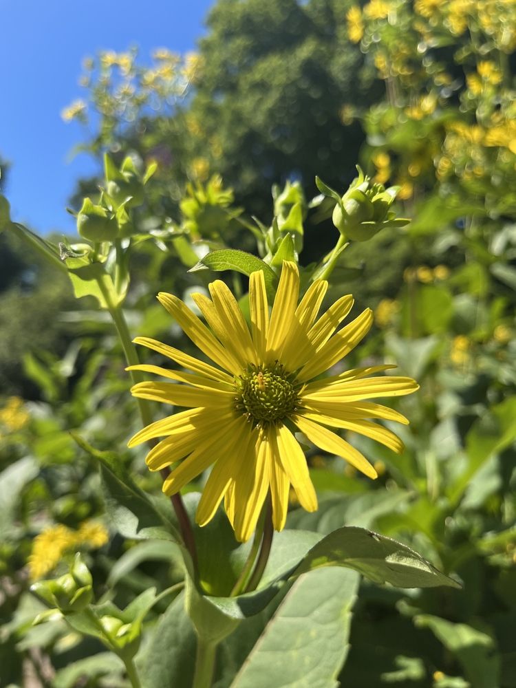 Closeup view of a flower at Leila Arboretum