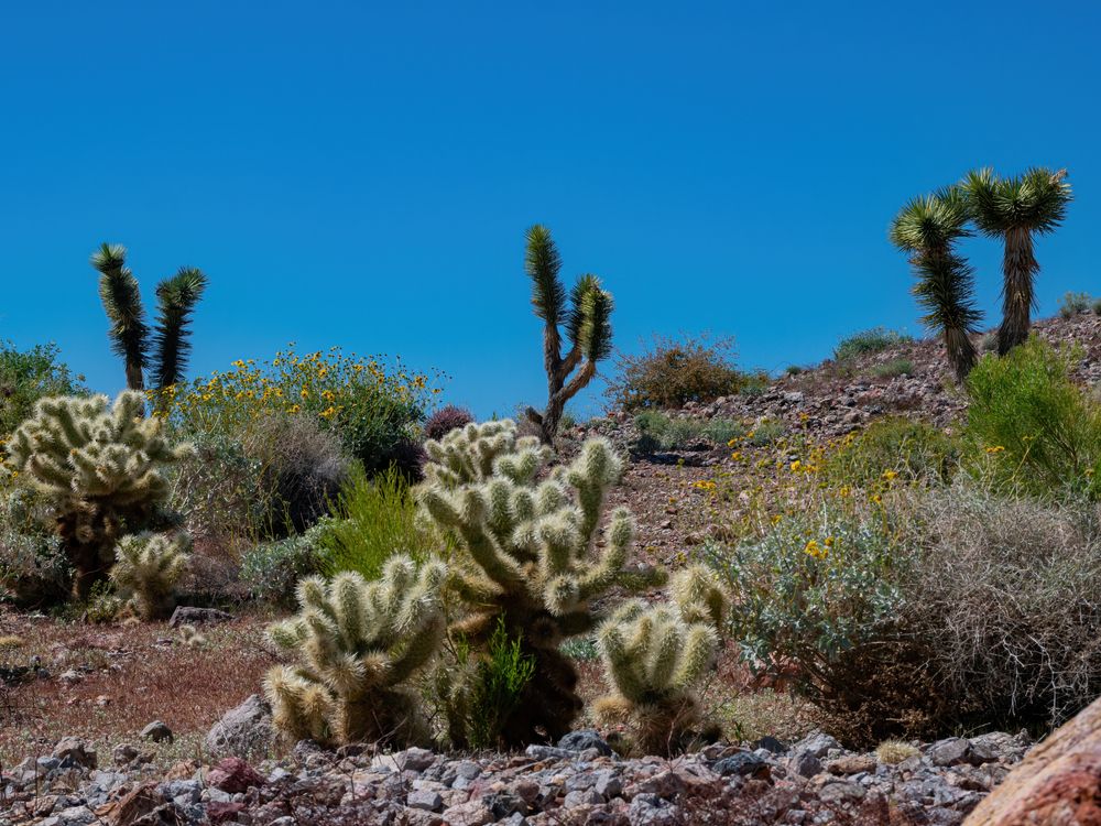 Succulents at Nature Discovery Trail and Rock Garden