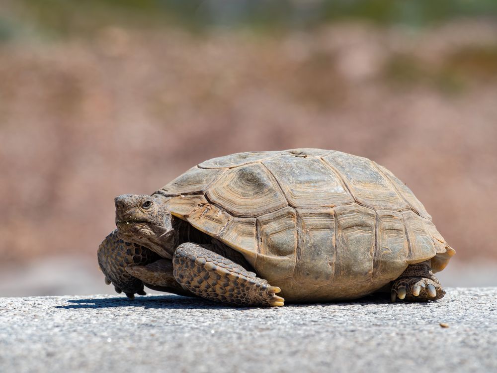 A tortoise at Nature Discovery Trail and Rock Garden