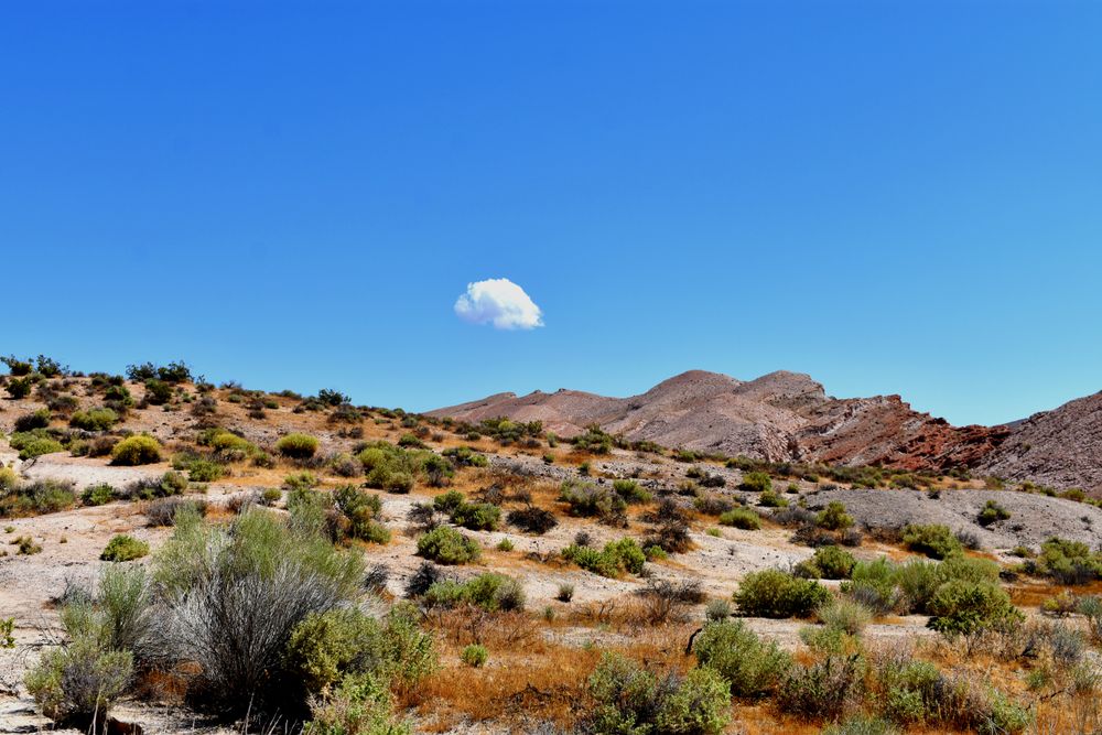 The grounds of Red Rock Canyon State Park