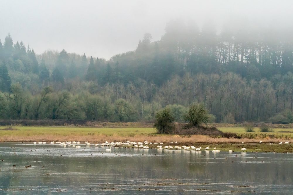 The waters of Ridgefield National Wildlife Refuge