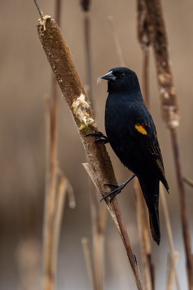 A bird at Ridgefield National Wildlife Refuge