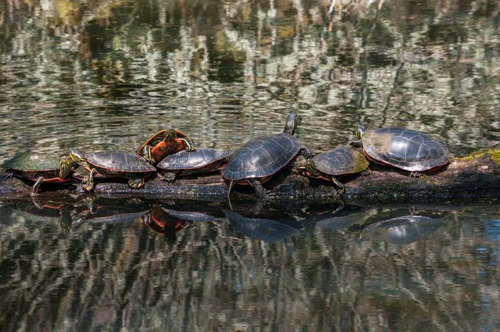 Turtles at Ridgefield National Wildlife Refuge