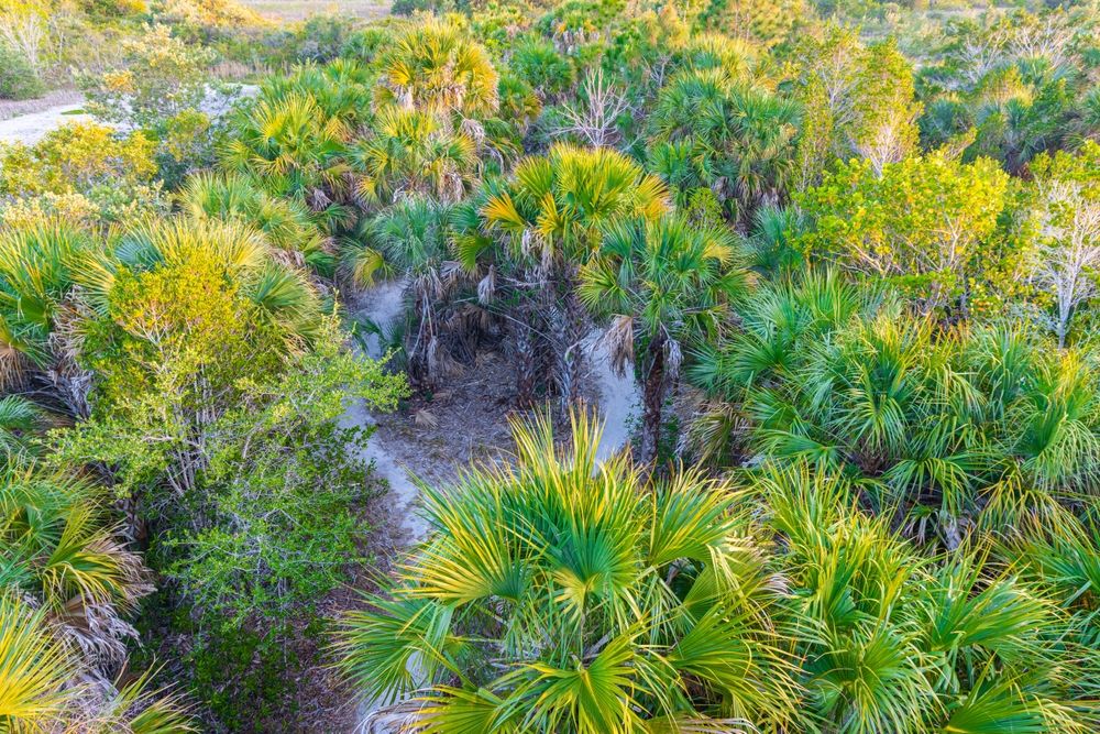Plants along Rotary Park Environmental Center's trail