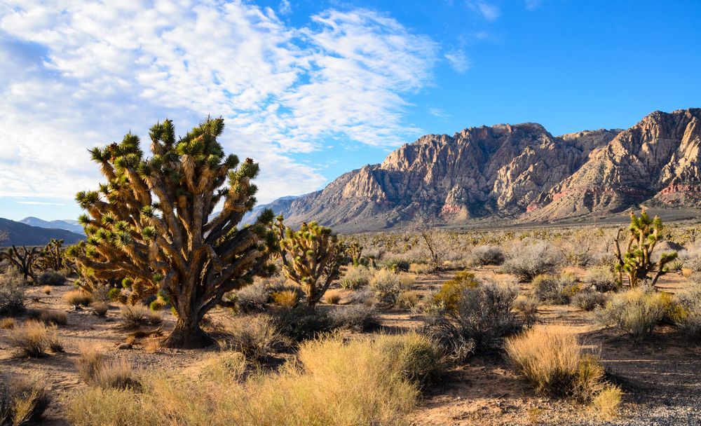 Landscape of Spring Mountain Ranch State Park