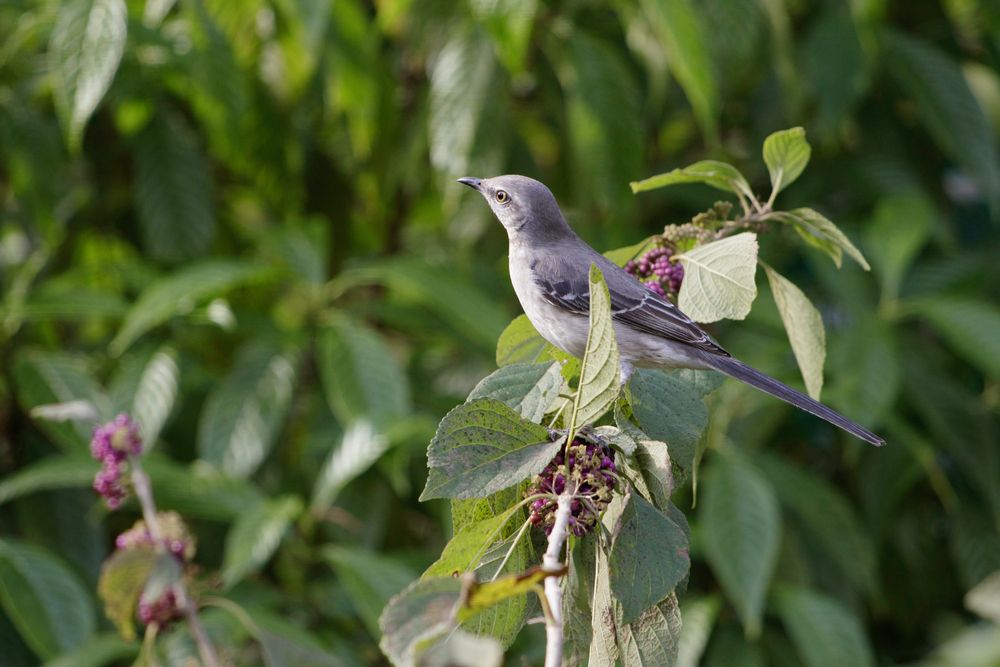 A bird at Tall Cypress Area