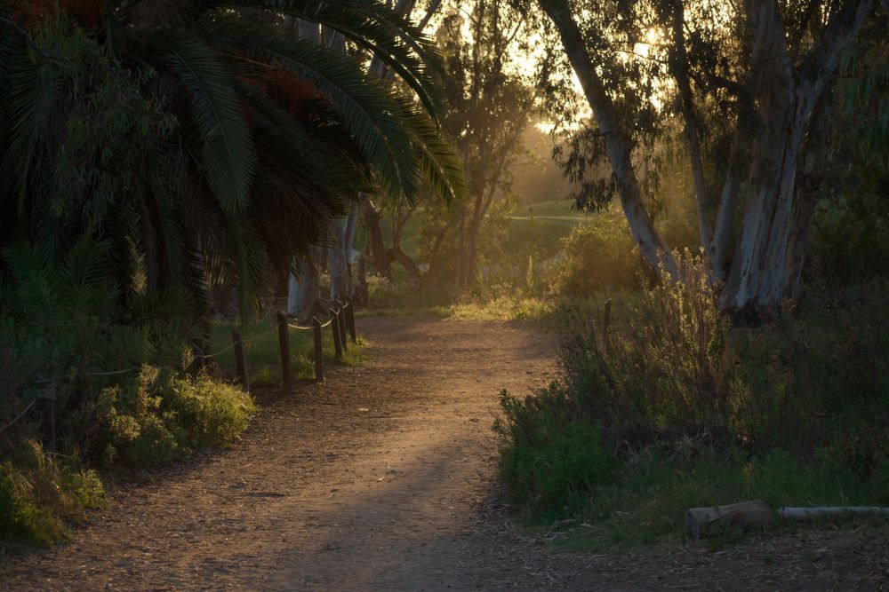 Trail at Batiquitos Lagoon