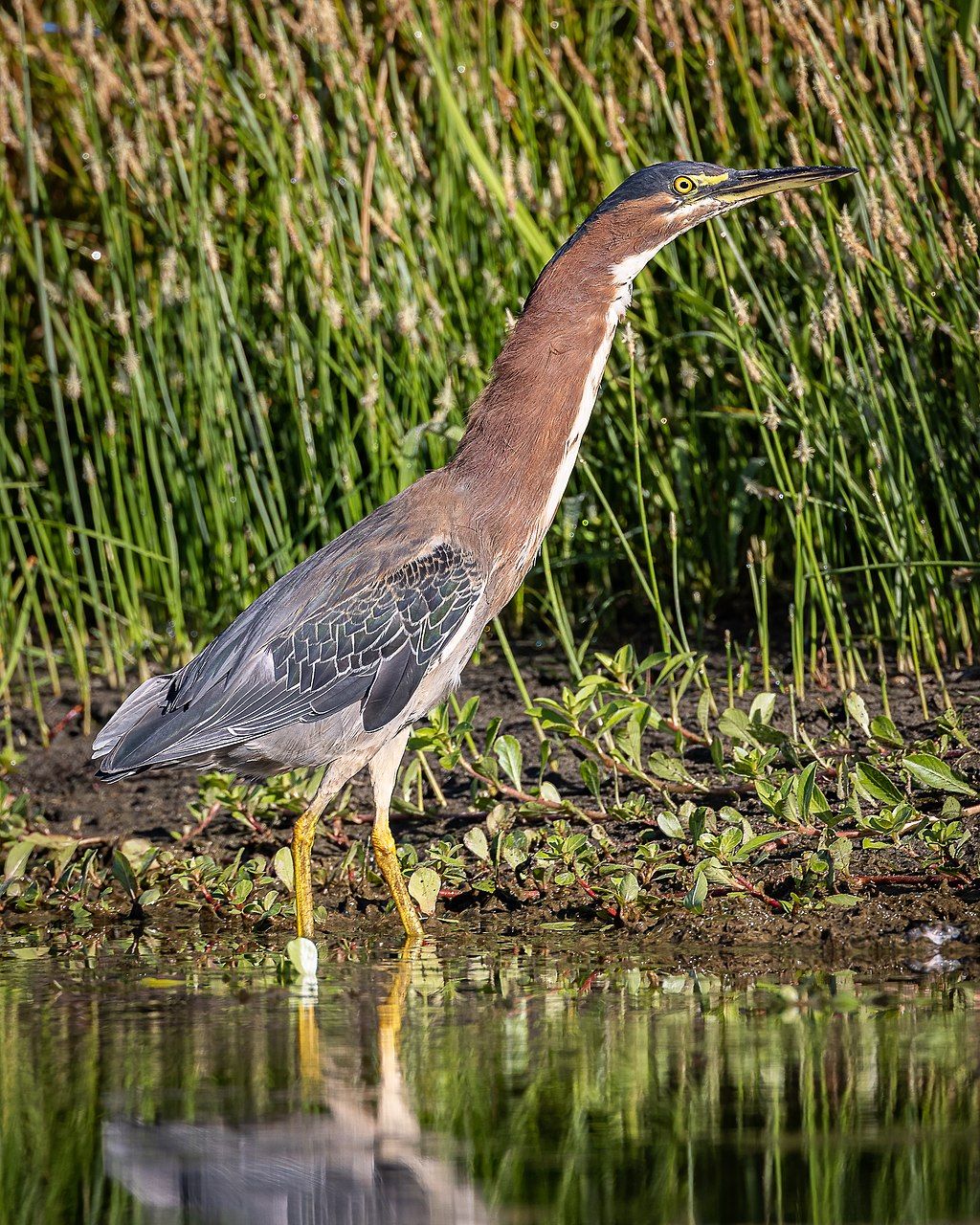 A heron at Bidwell-Sacramento River State Park